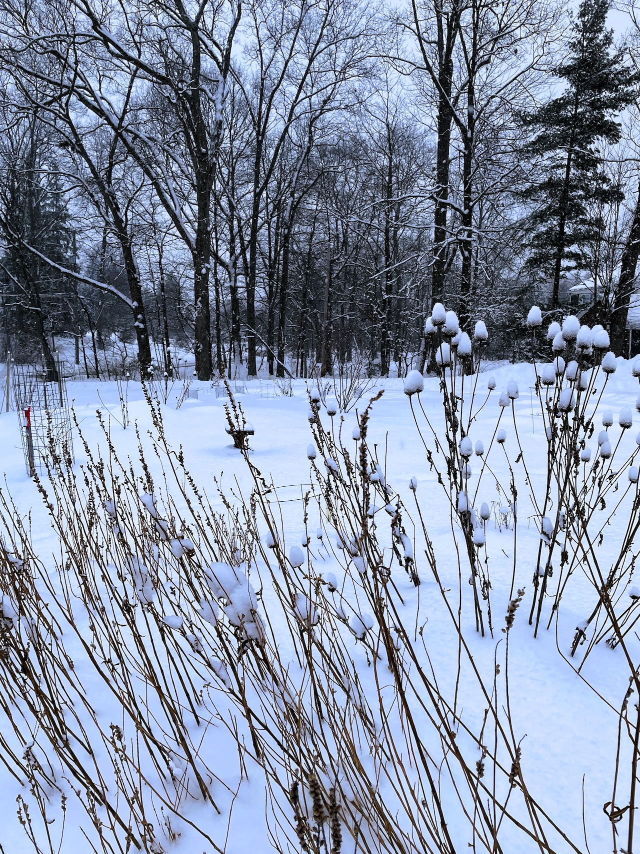 Why the winter solstice is a turning point for Northeast Ohio gardens