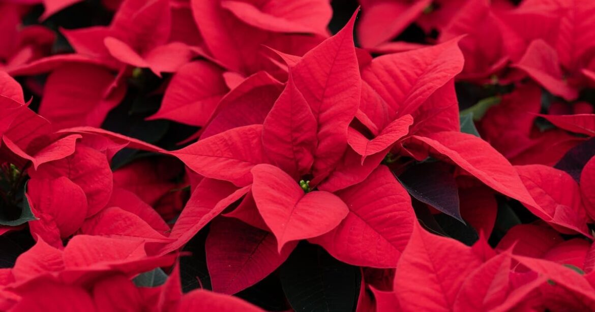 Peak time for festive poinsettias – The Irish News Peak time for festive poinsettias – The Irish News