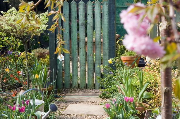 Cherry blossom; view down garden path to gate; spring flowers; bulbs; containers; gravel; flagstones; Spring; April.