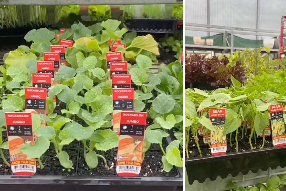 Bunnings said rockmelon and beans were also a great option to plant now. Picture: Bunnings