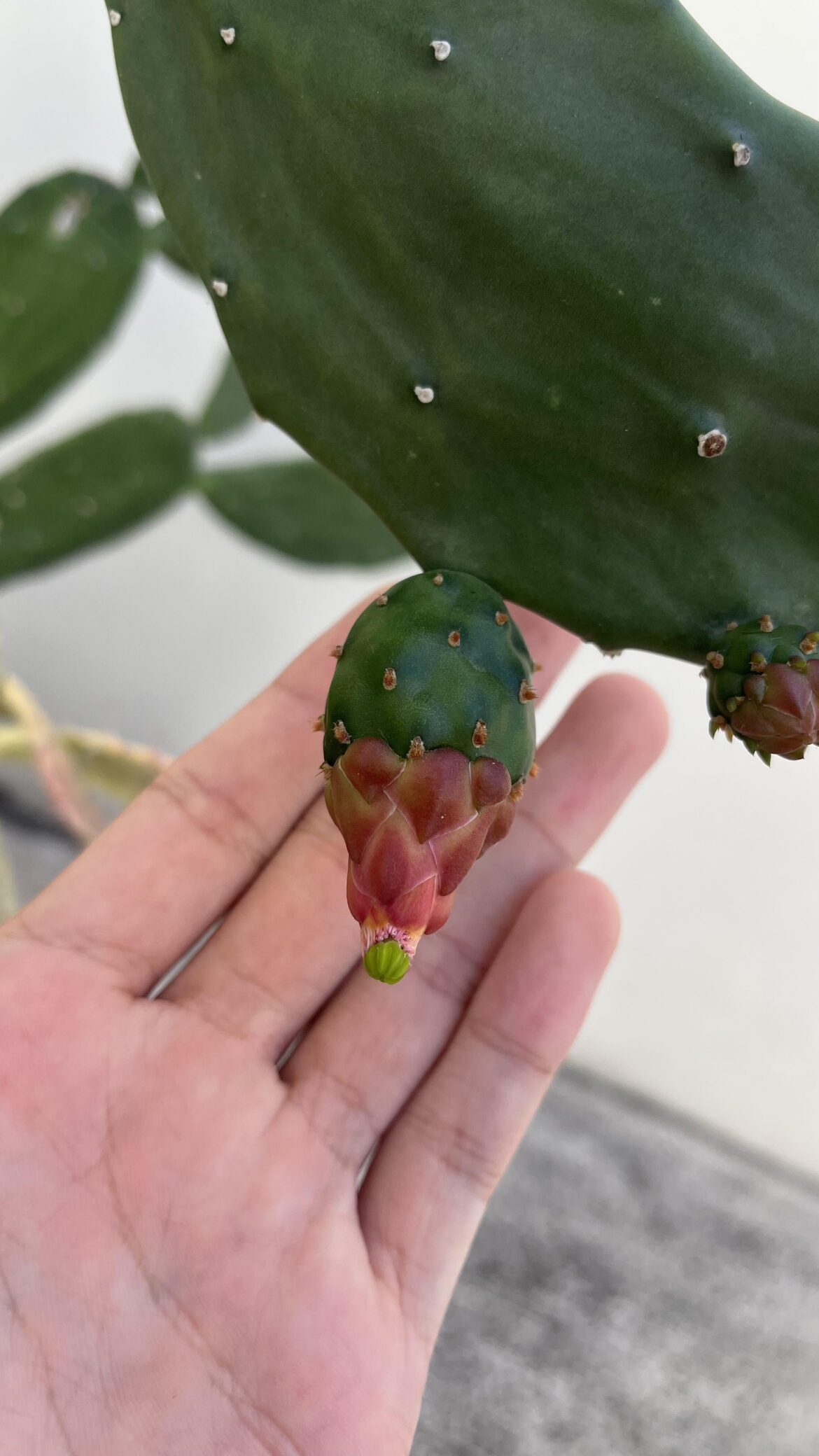 Did I miss it opening its flower?