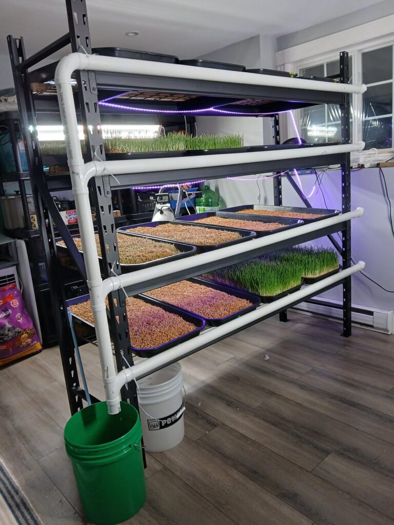 Our DIY hydroponic fodder system