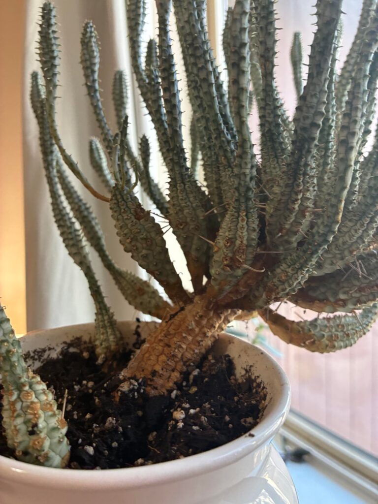 Help! Is my euphorbia dying? Help! Is my euphorbia dying?