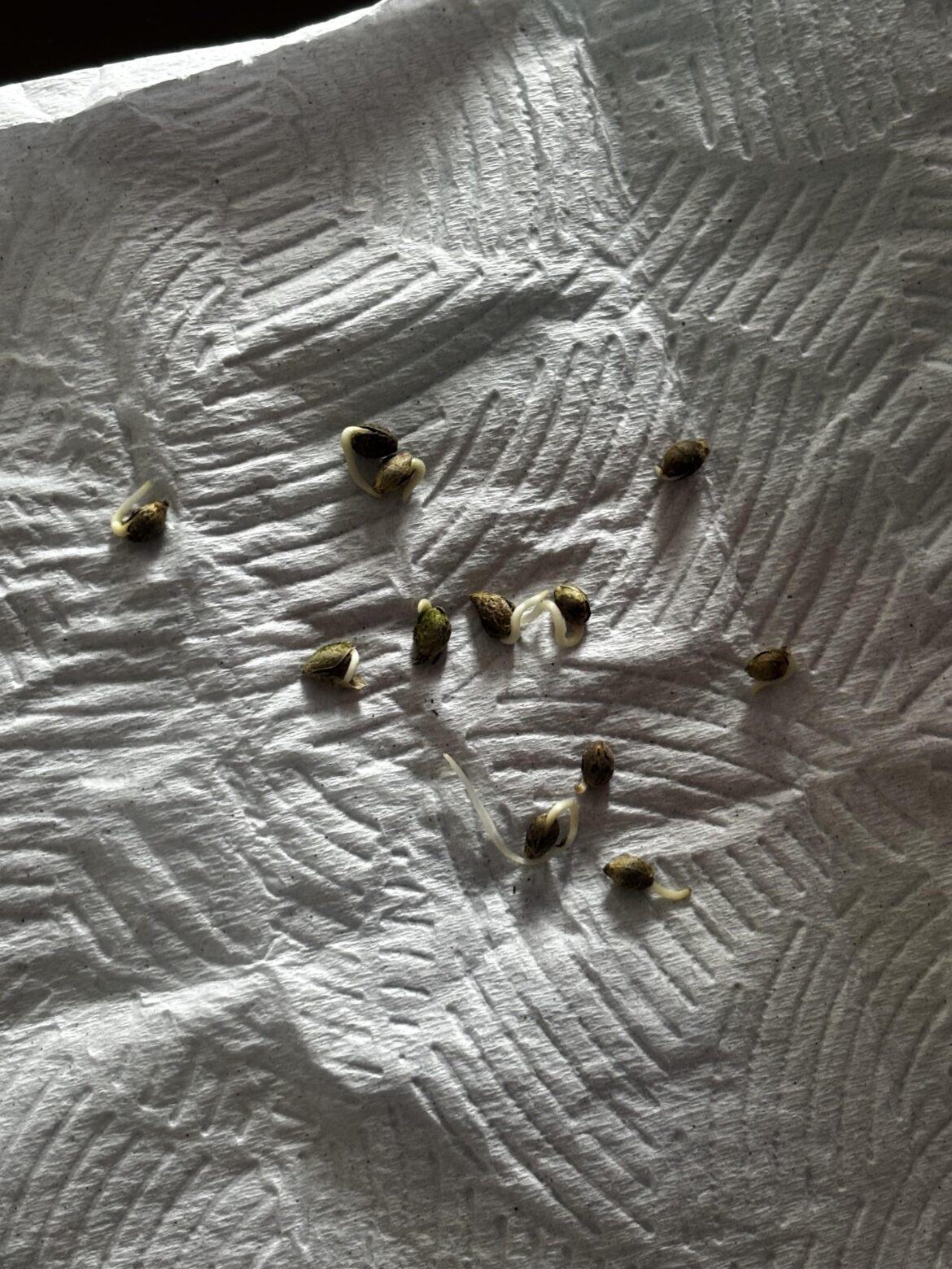 What kind of seeds are these?!