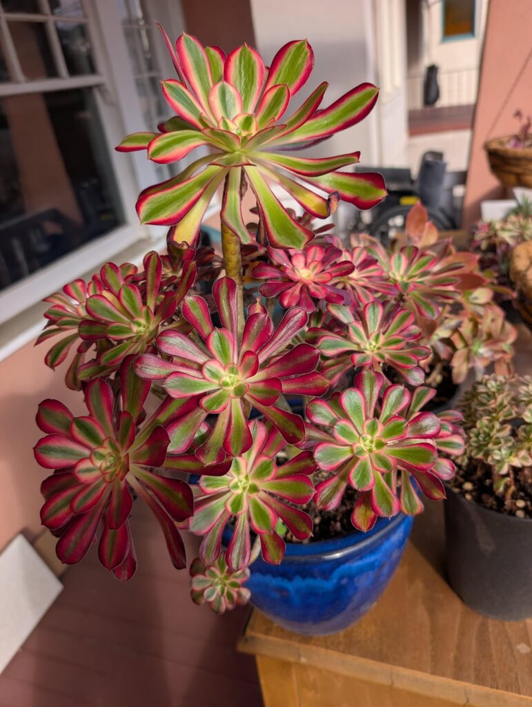 Newest addition. Aeonium "Chanelle" from Four Seasons Succulents (aka the wallet destroyer) in San Leandro, CA. Not bad for $45 with the pot! What an incredible store.