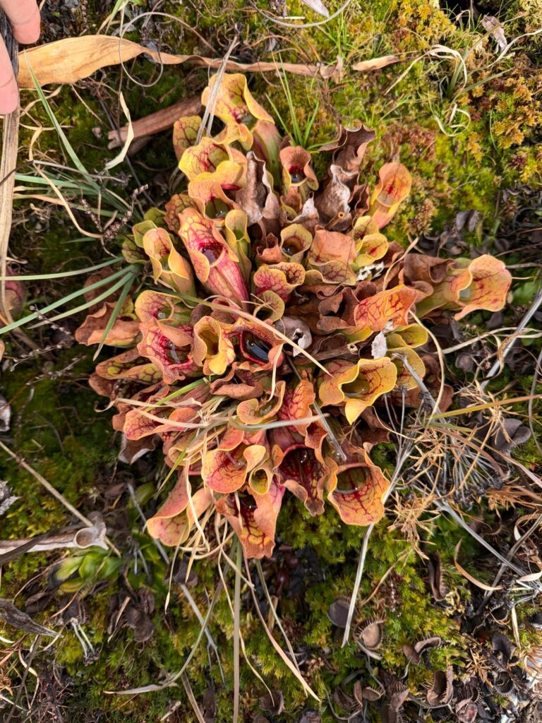 20 random shots from around the nursery