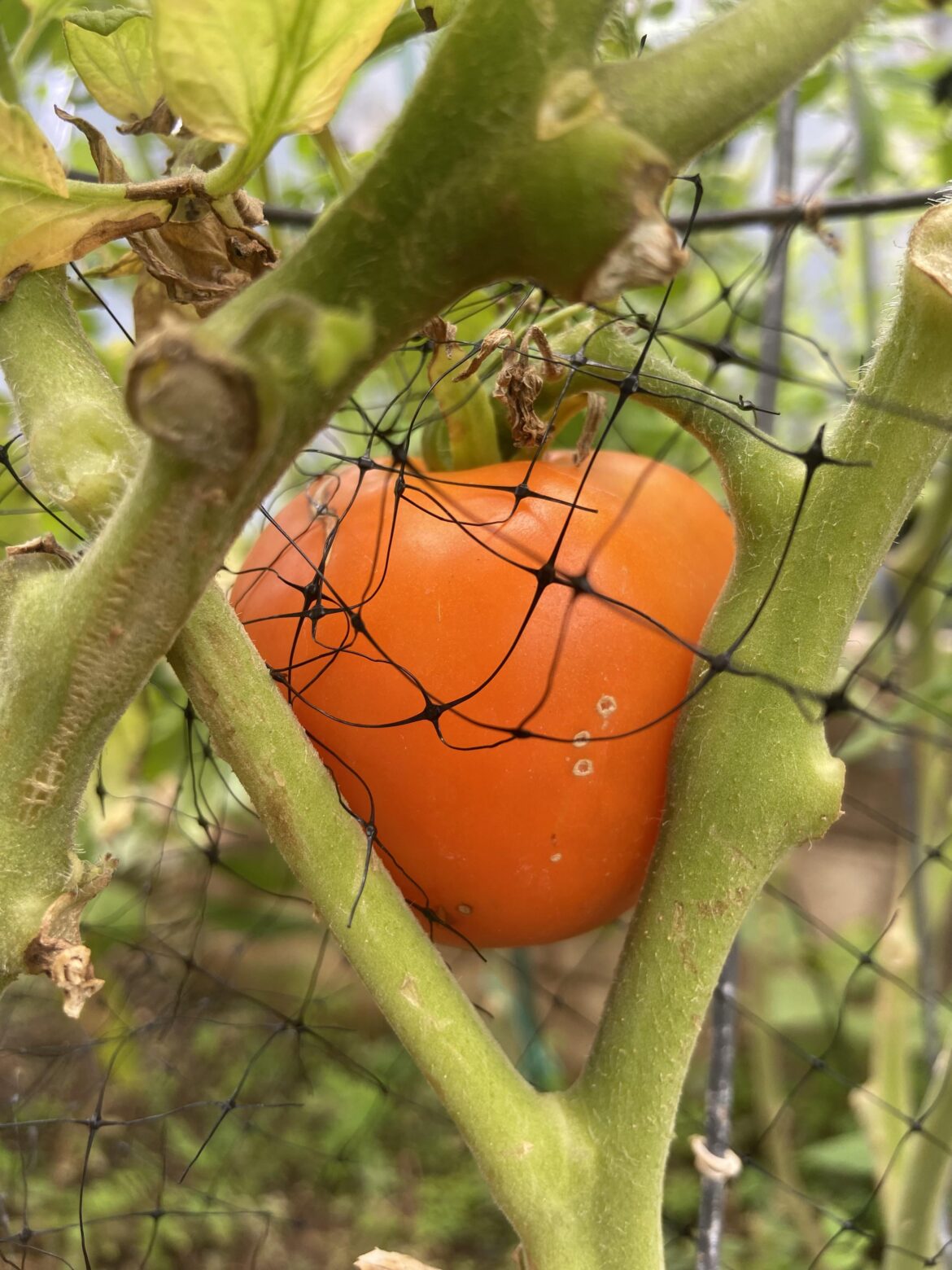 Tomato has been the same shade of orange for around two weeks now