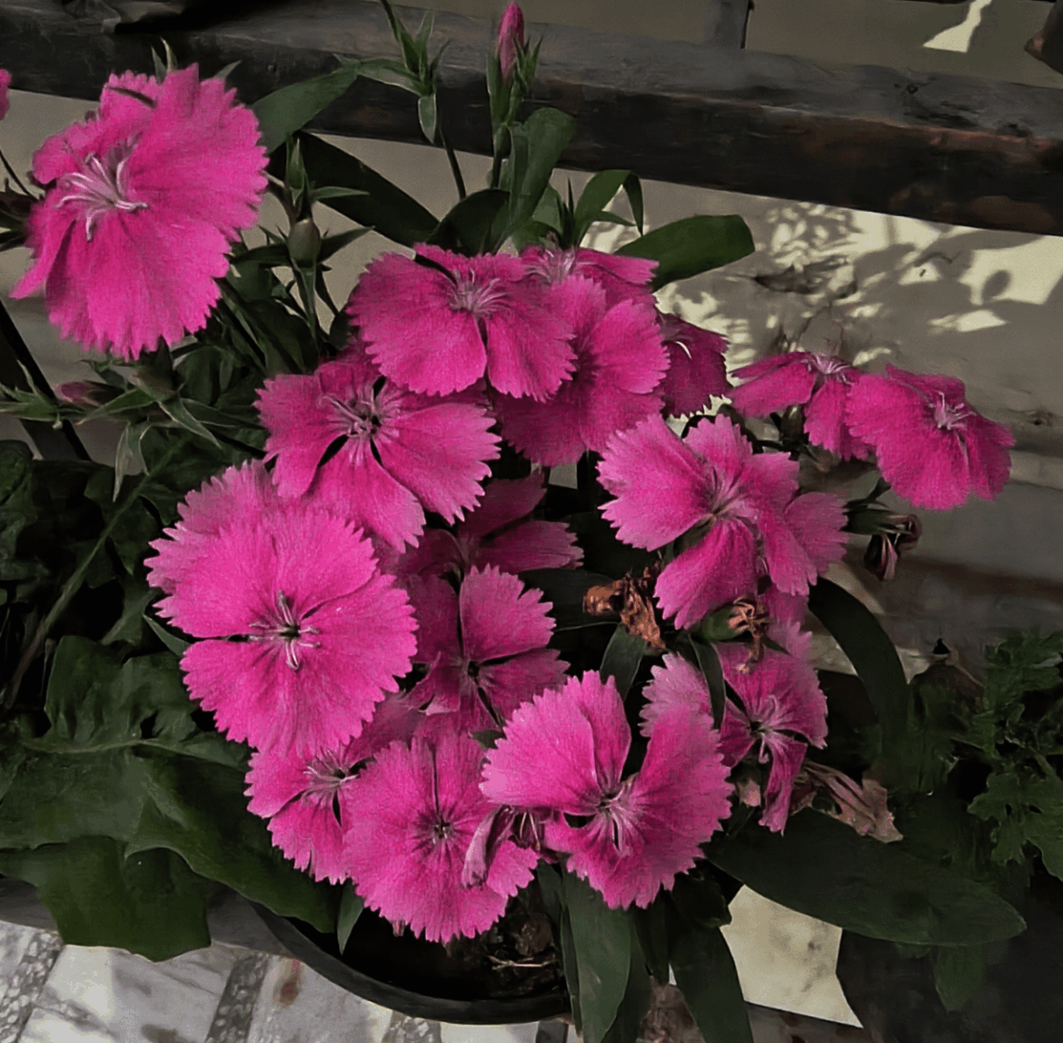 Dianthus