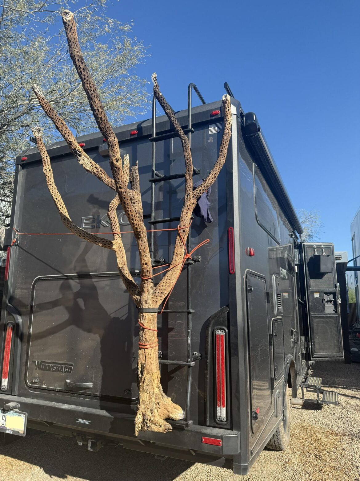Sometimes you just have to strap a Cholla skeleton to your RV and bring that shit home!