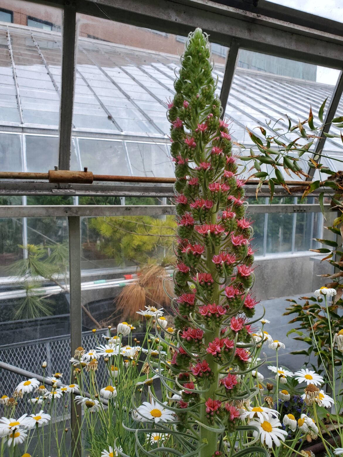 Echium wildpretii / Tower of Jewels / Red Bugloss