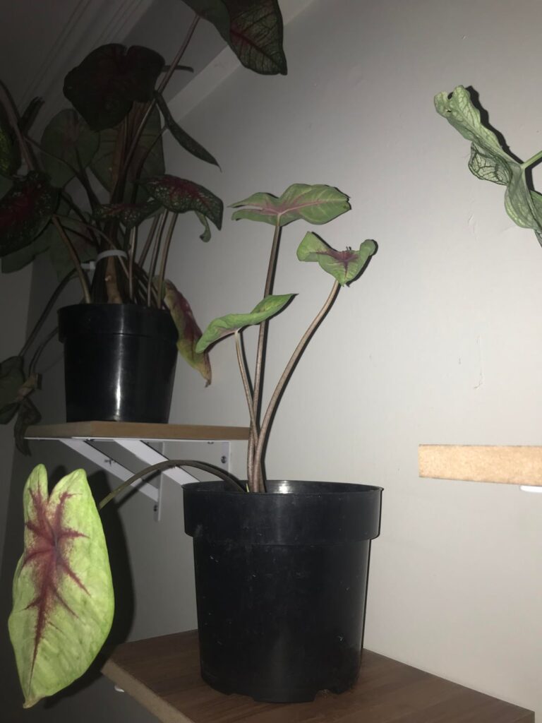 Struggling with caladium care: too many changes, strong sun, and overwatering