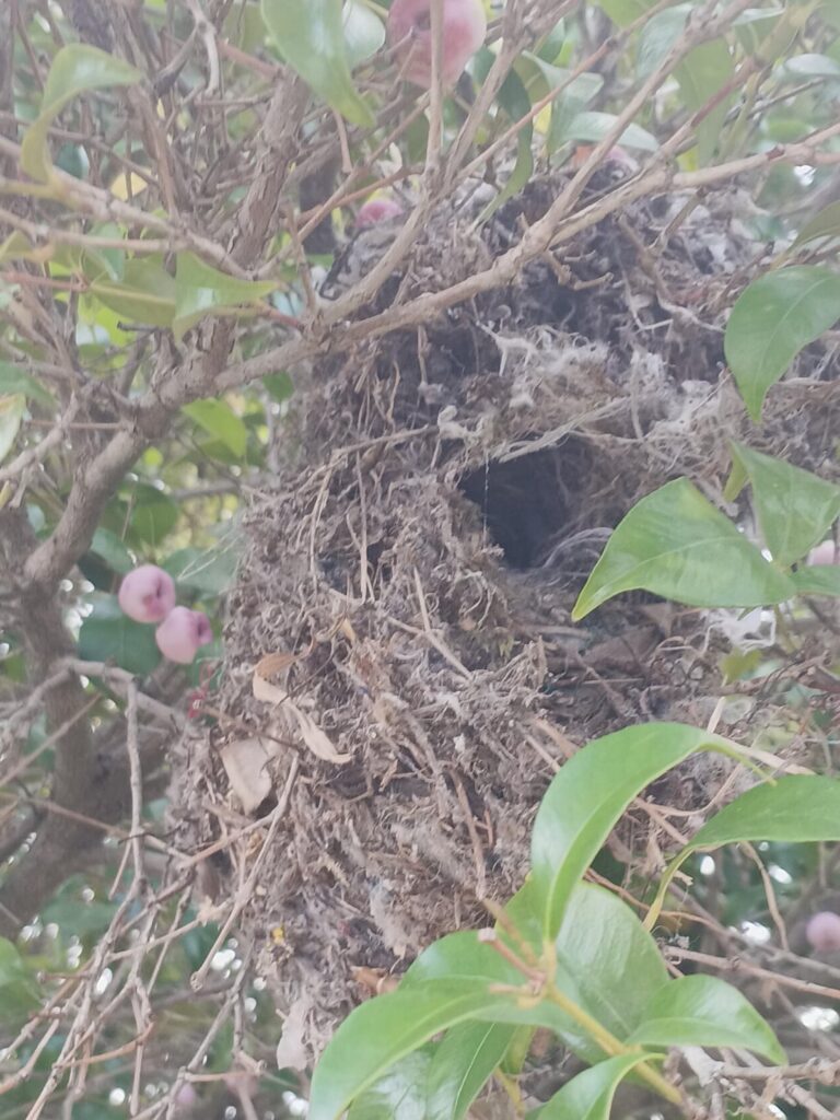 Weird "nest" found in tree out front of my house. Austrlia/Victoria