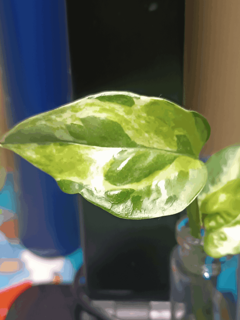 Is this normal for a Pothos N'joy?