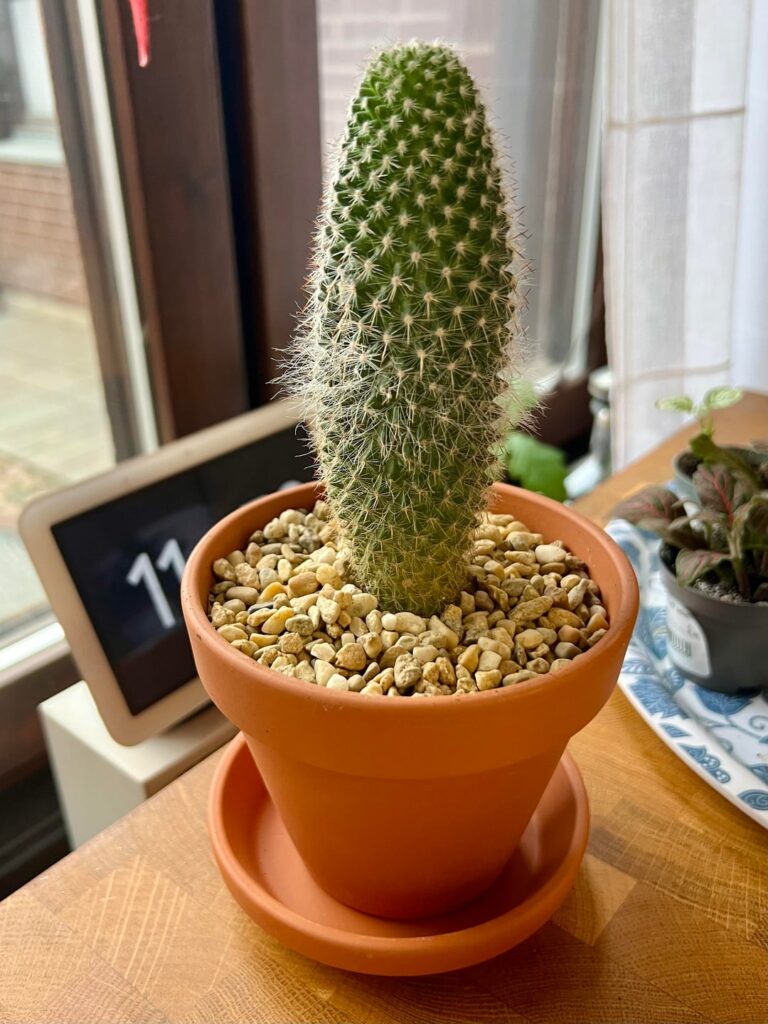 Bought my kids a mini cactus two years ago. Today we gave it a much needed repotting. Very pleased with the results! Bought my kids a mini cactus two years ago. Today we gave it a much needed repotting. Very pleased with the results!