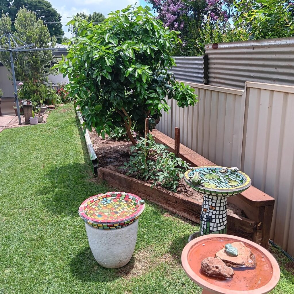 Hope this is OK. My first time back in the garden in nearly 4 years as I have been unwell. It makes me feel good and wanted to share. I will remove if wanted. Hope this is OK. My first time back in the garden in nearly 4 years as I have been unwell. It makes me feel good and wanted to share. I will remove if wanted.