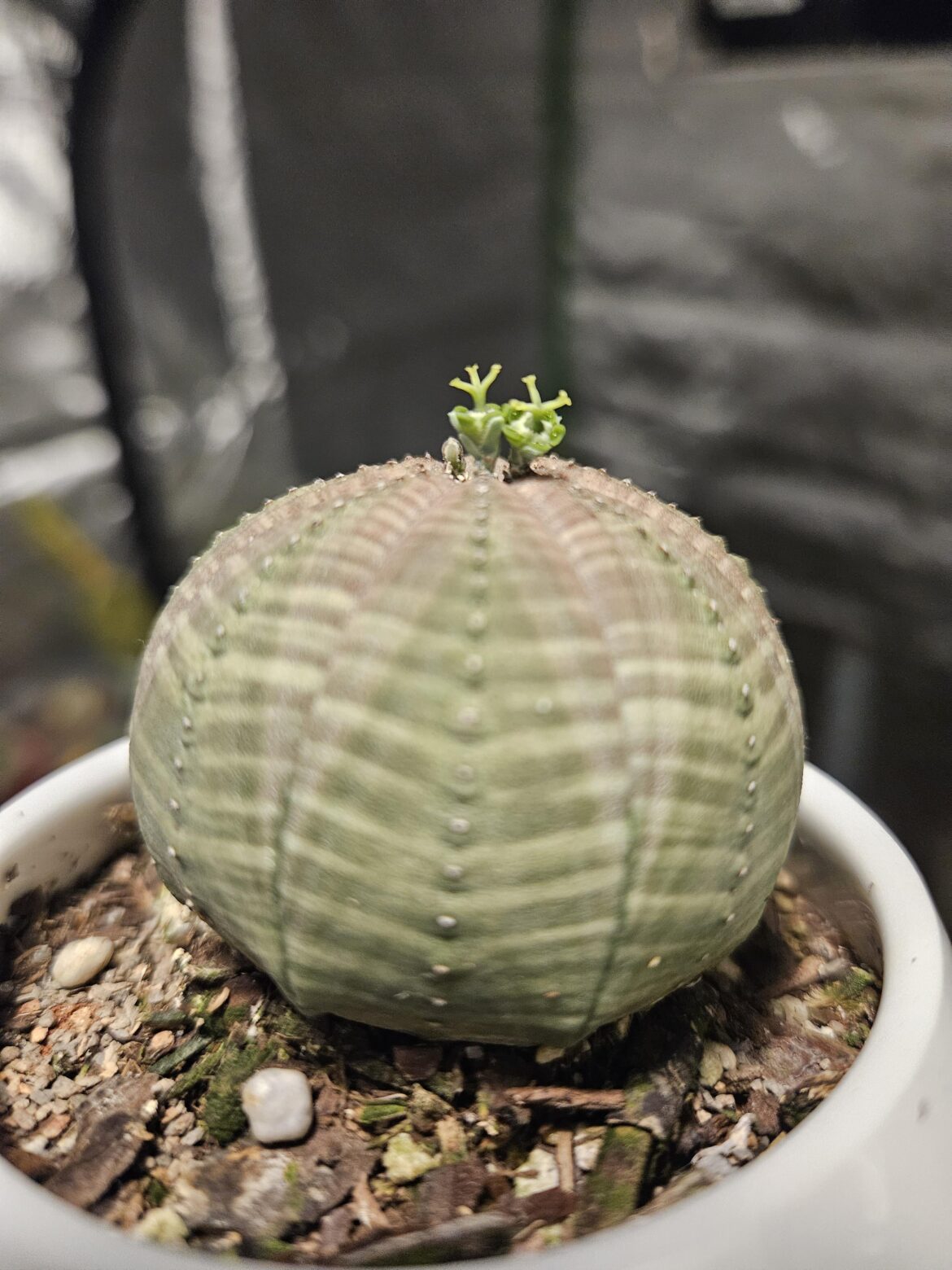 E. Obesa