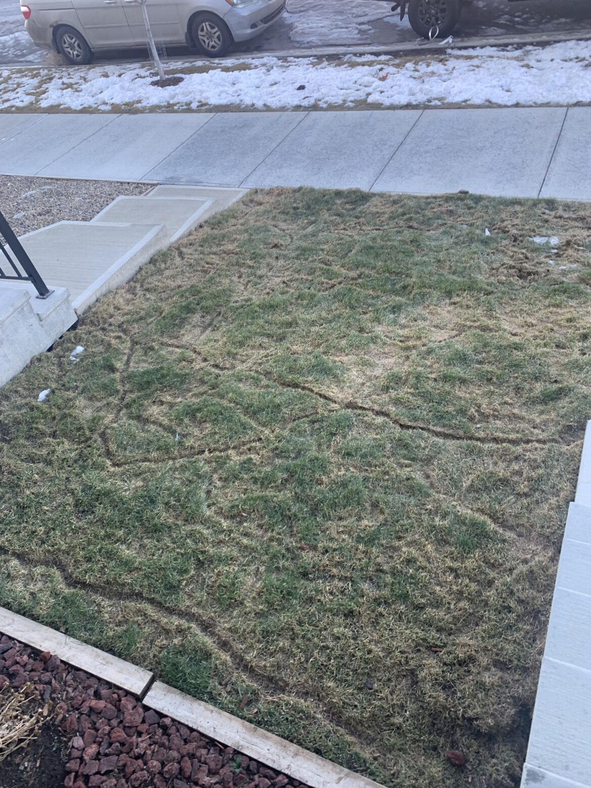 What’s destroying my lawn?