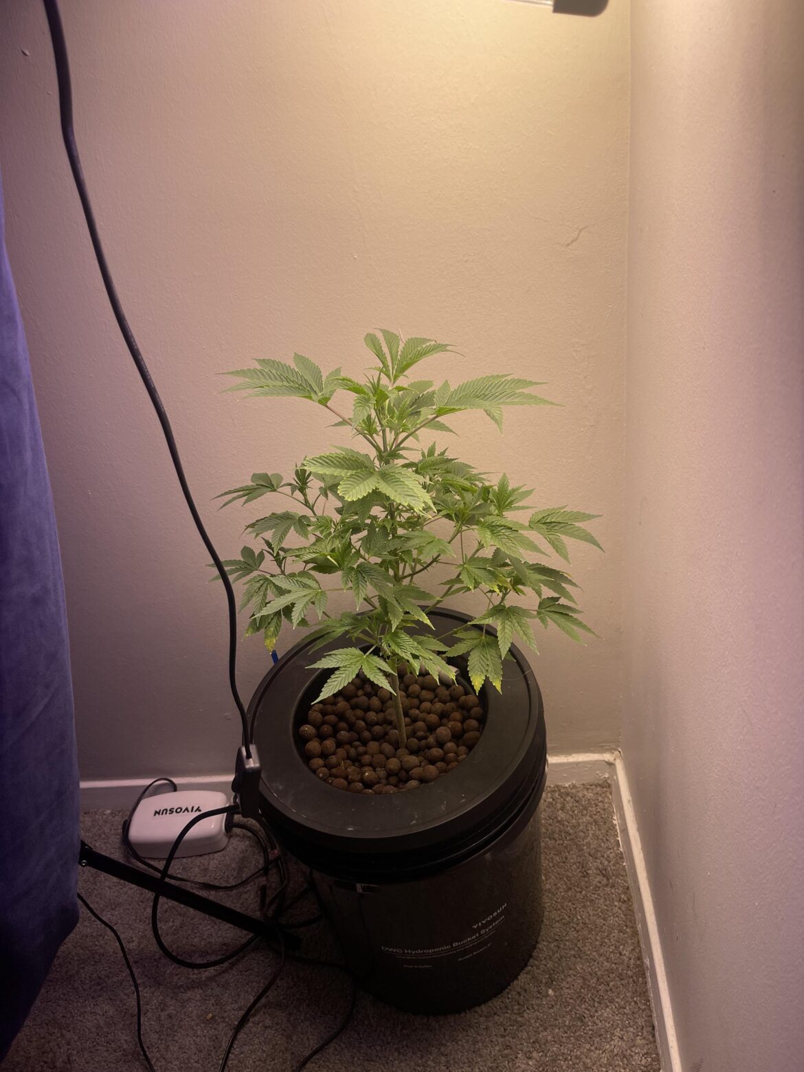 First Grow