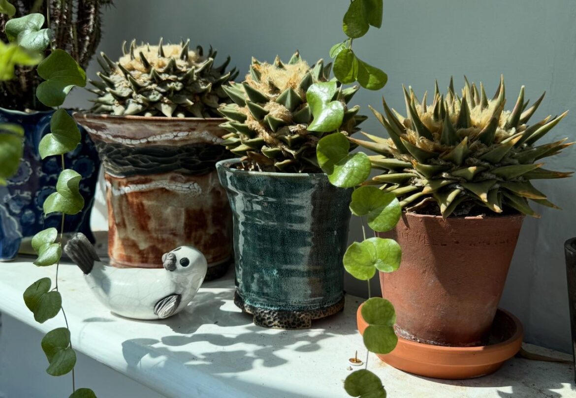 Ariocarpus enjoying the winter sun (UK)