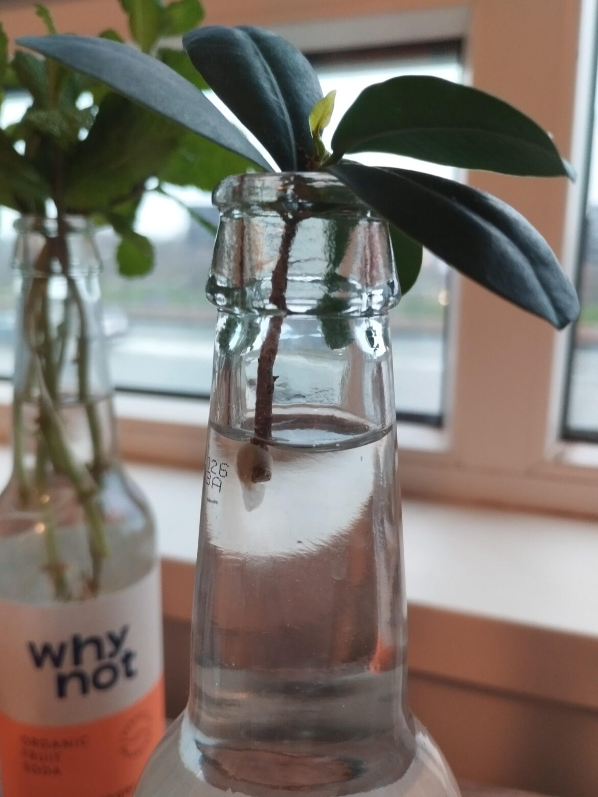 Ficus Ginseng propagation in water: weird white stuff