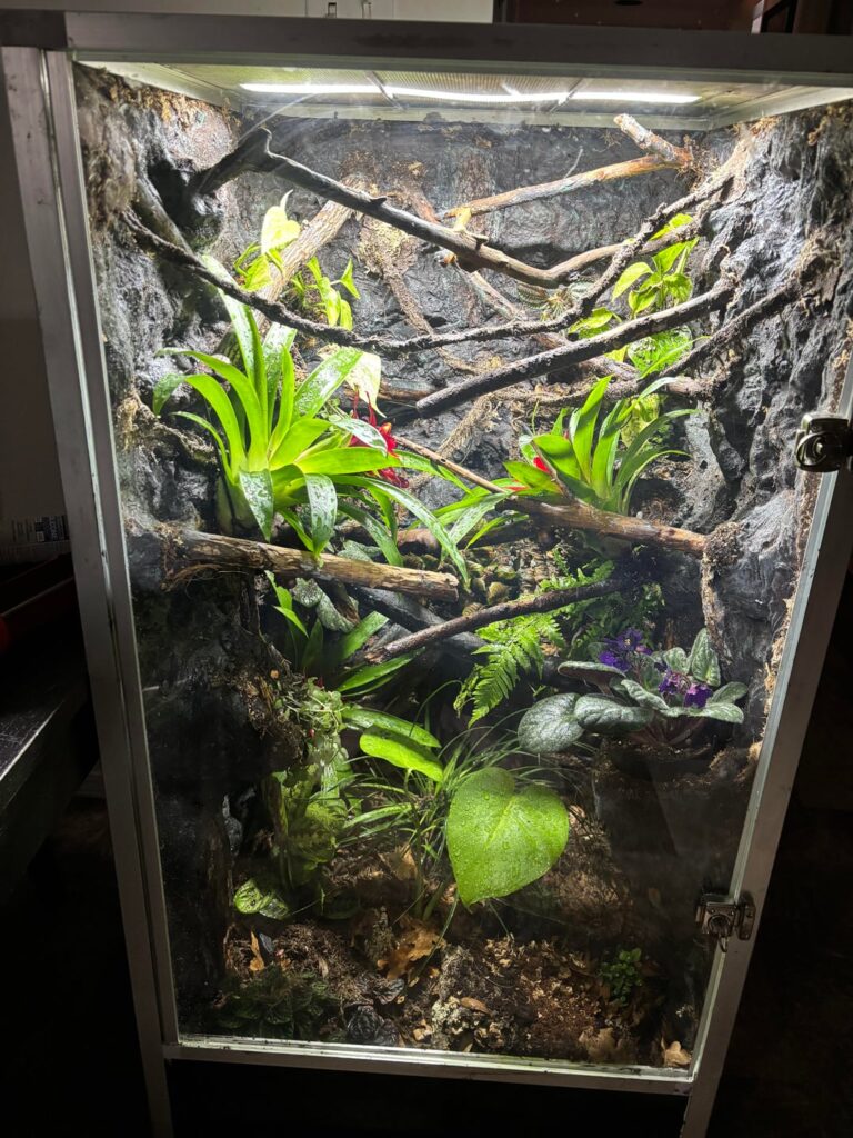 Gecko Mansion is finished!