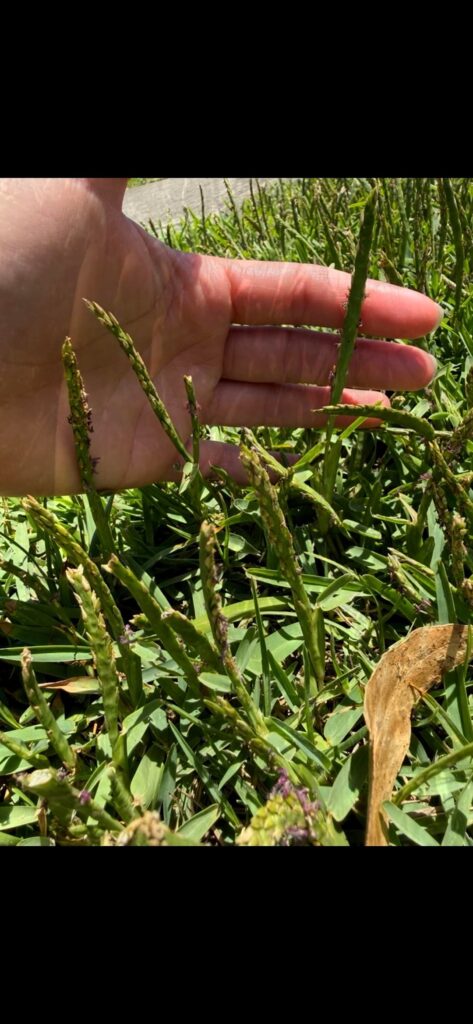 Is this a weed in my buffalo lawn, if so how to deal with? Also any tips on helping this fill out in some patchy parts in NSW Australia