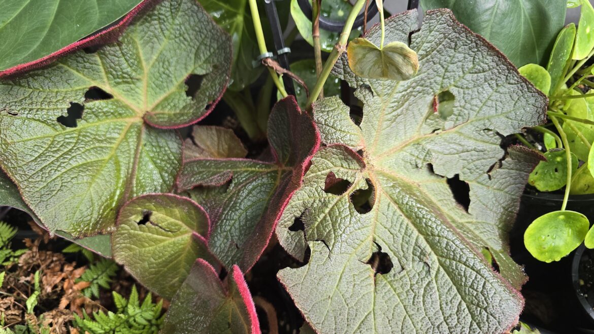 Never seen before fenelstrated begonia!!