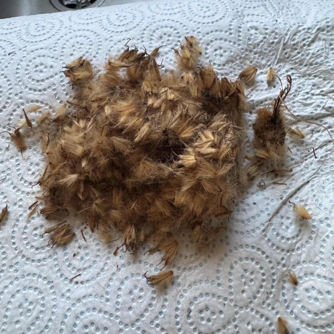 what is this? came off a tree. UK