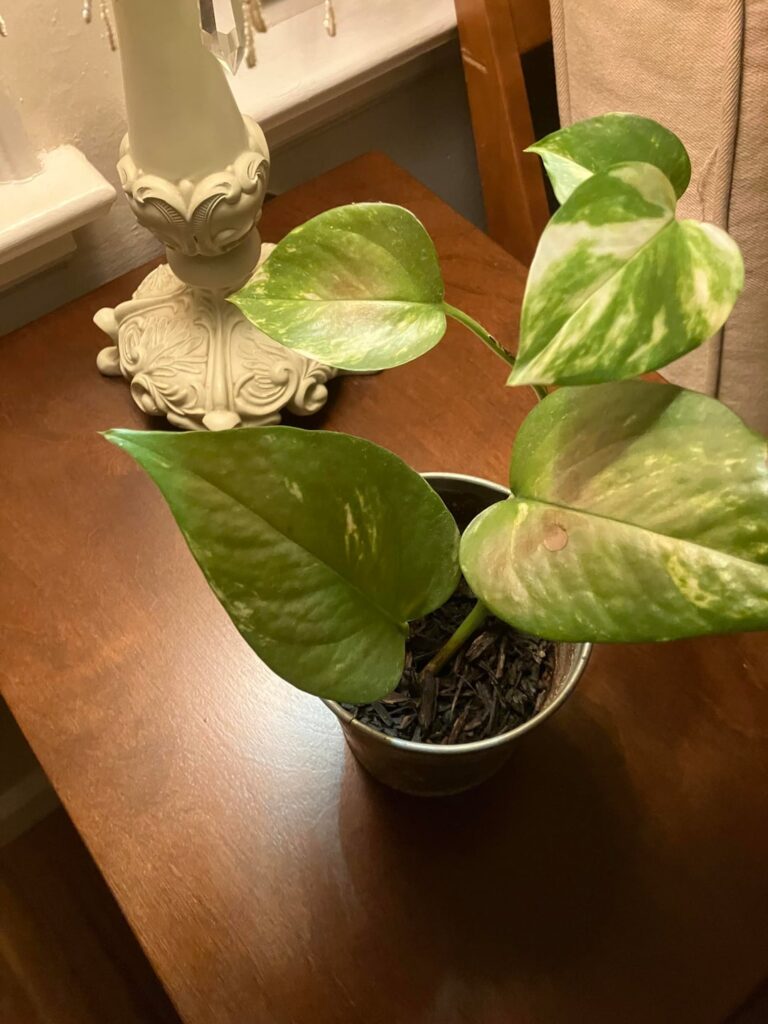 Was given this plant as a gift, what is it?