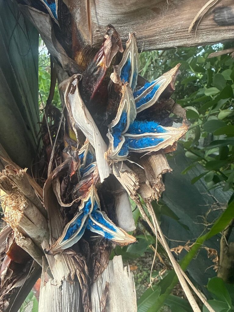 Blue color in seed pod