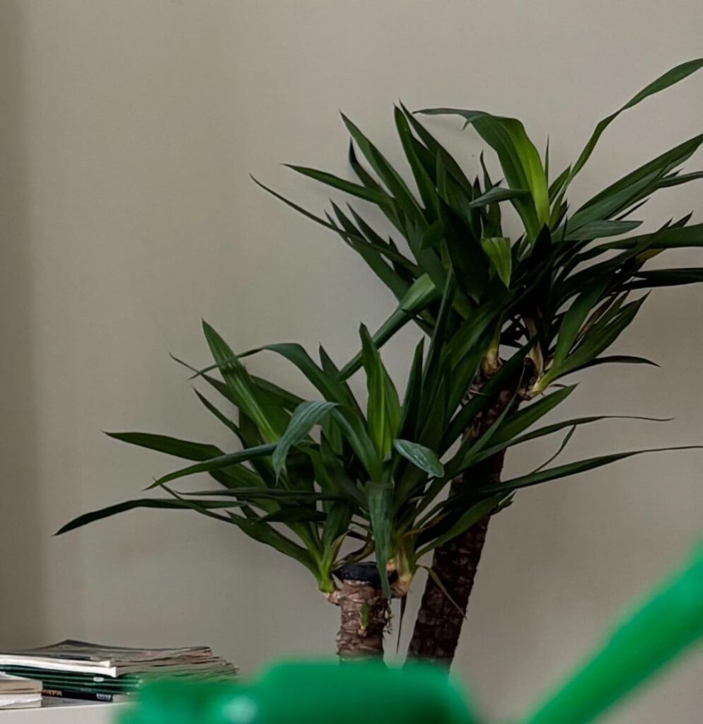 devastated, plant dying but idk why 囧