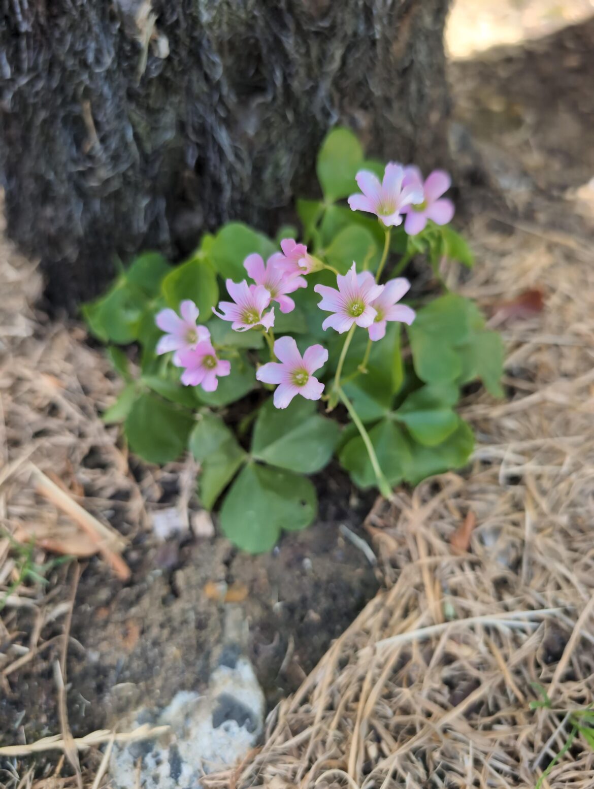 Pink Woodsorrel (I think). How harmful is this weed in my yard?
