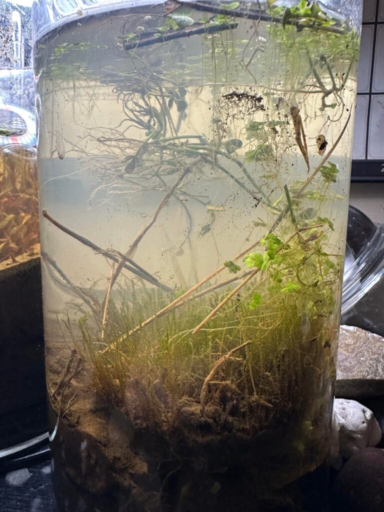 Is distilled water safe to add to a freshwater tank?