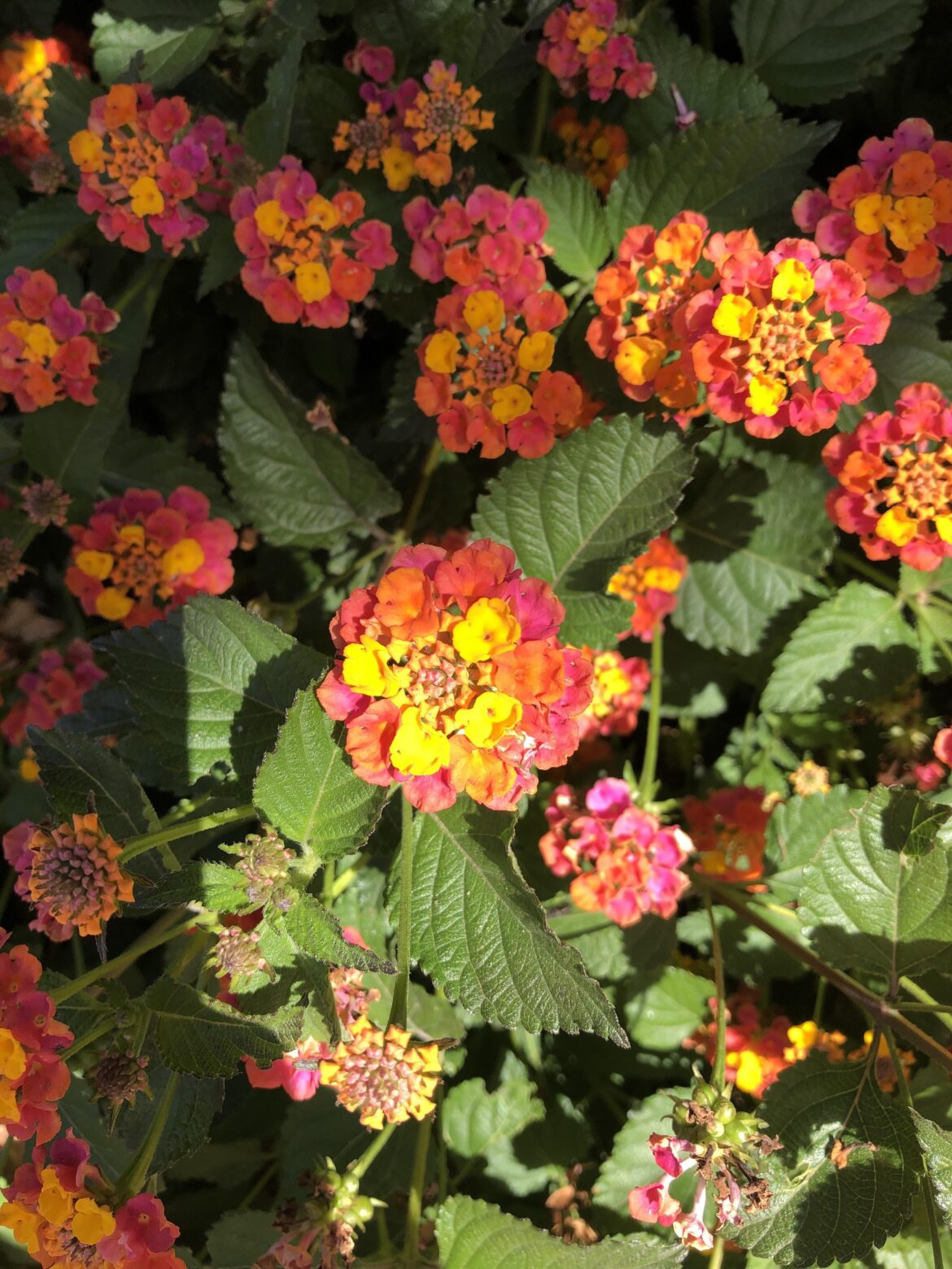 These colors! I don't remember the name, but I think it's beautiful.