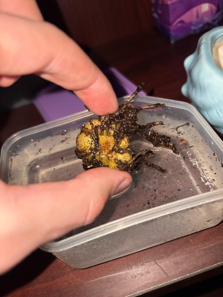 One of my plants died and I reused the dirt and this was in there?? Is it a potato ???💀