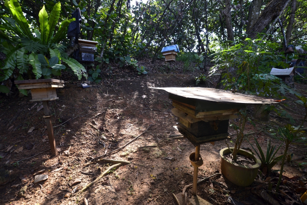 The community garden has become a shared space for residents young and old. — Bernama pic