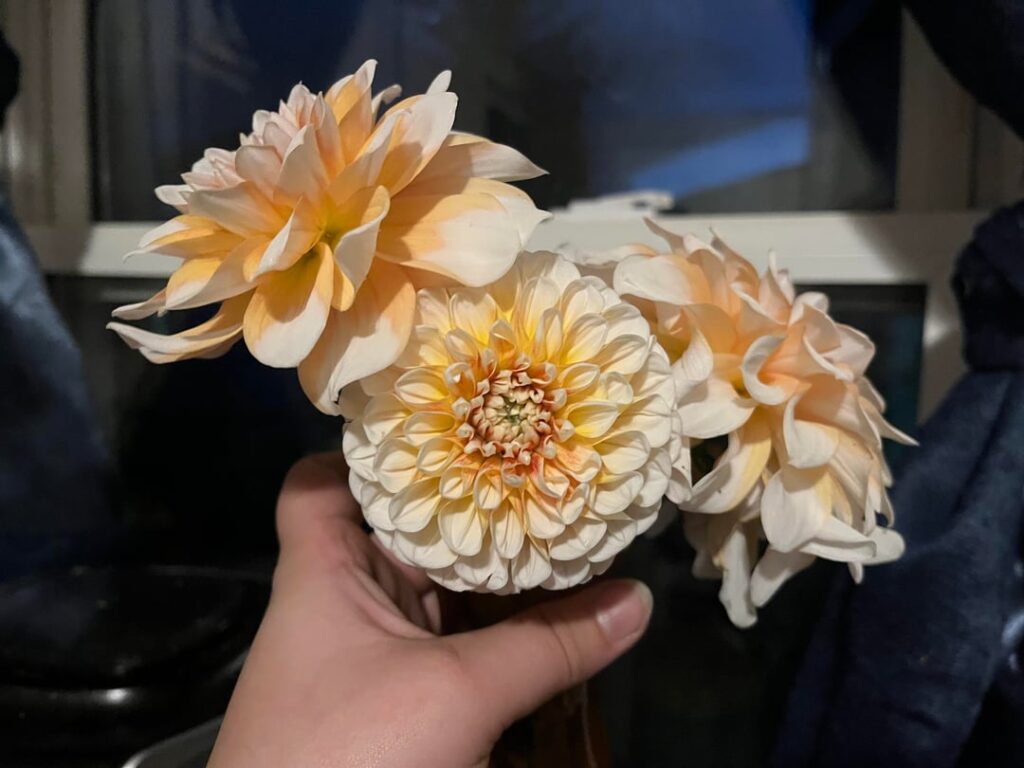What kind of dahlias are these?