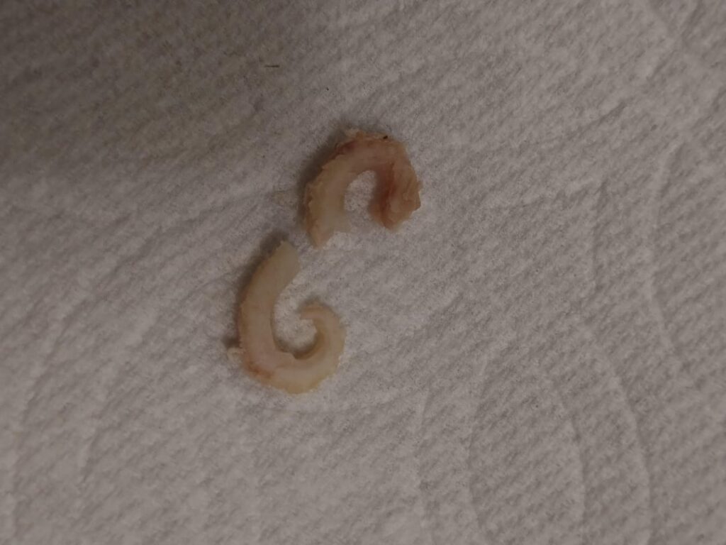 Chicken Meat- What is this? Chicken Meat- What is this?