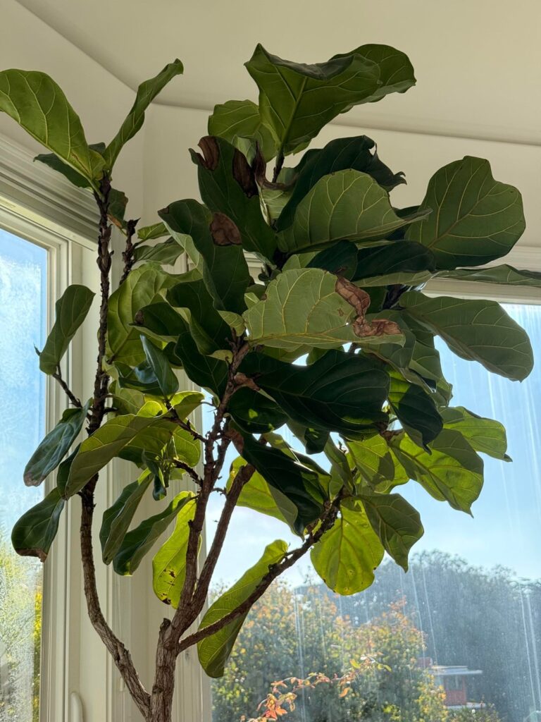 Update of FLF Update of FLF