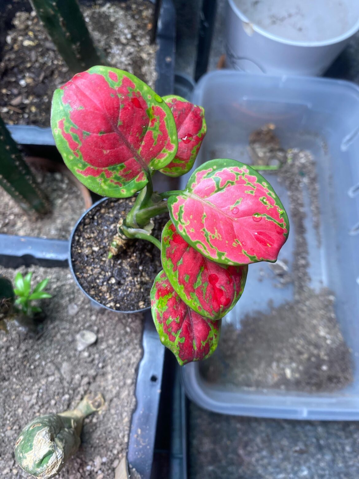 What is the name of this plant ?