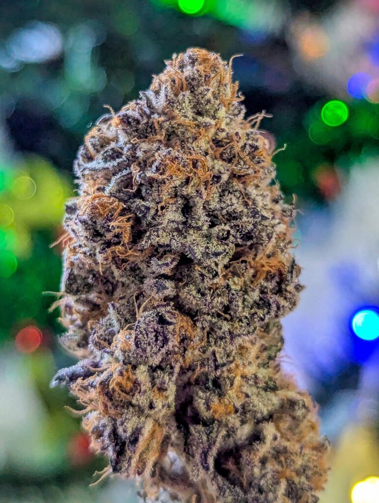 Merry Christmas 🎄 from my buds to yours 🌱🔥💨