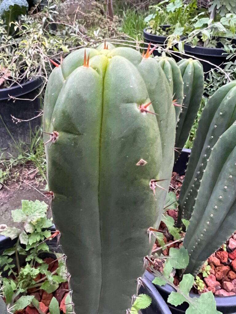 San Pedro mastery seedling