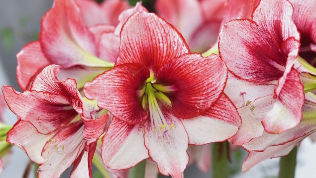 Pot amaryllis bulbs for winter blooms: Simple steps for vibrant indoor gardening