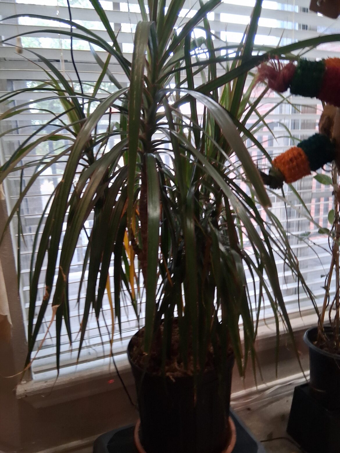 Please ID this plant S Texas USA