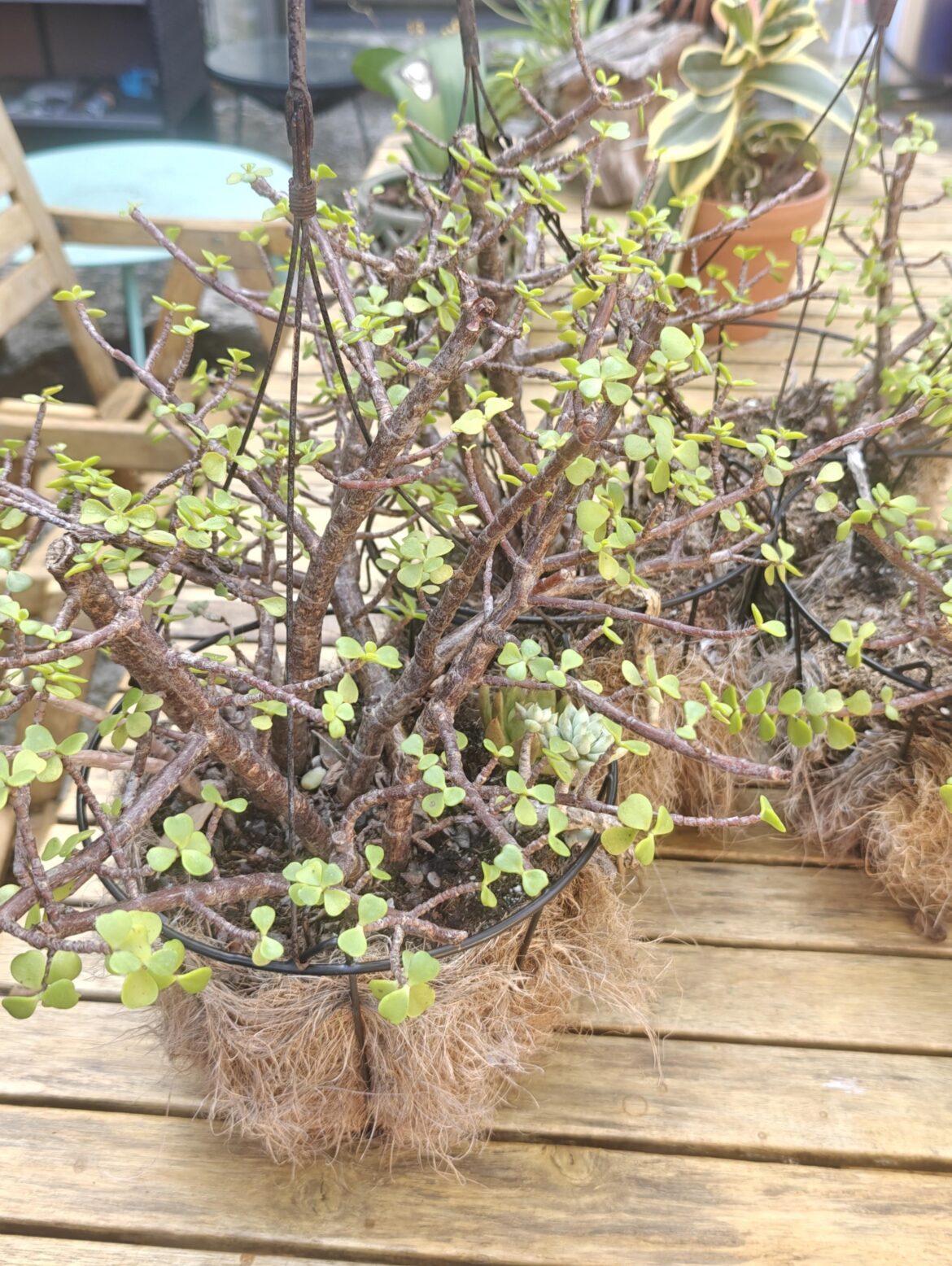 Somebody threw out these Jade plants. I’ve read that they thrive on neglect. How true is this? Somebody threw out these Jade plants. I've read that they thrive on neglect. How true is this?