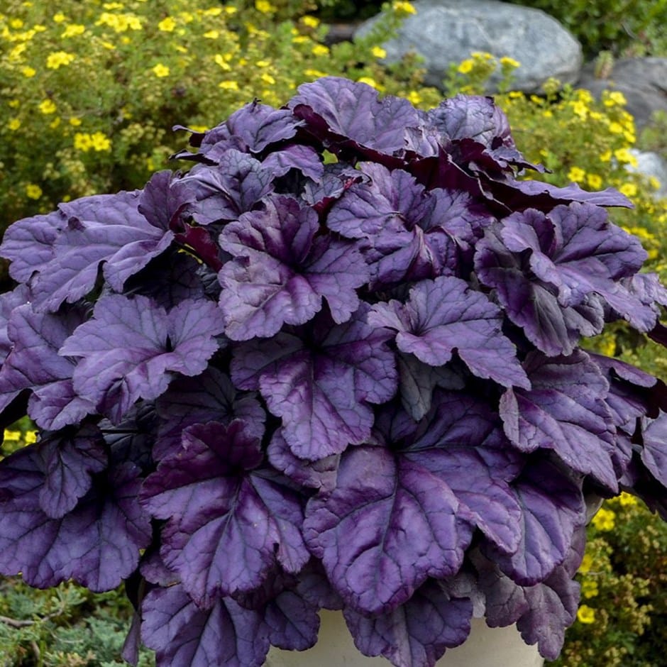 Heuchera 'wildberry' (dolce Series)
