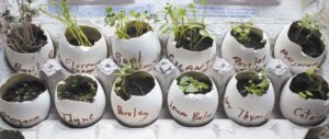 Child’s indoor eggshell herb garden