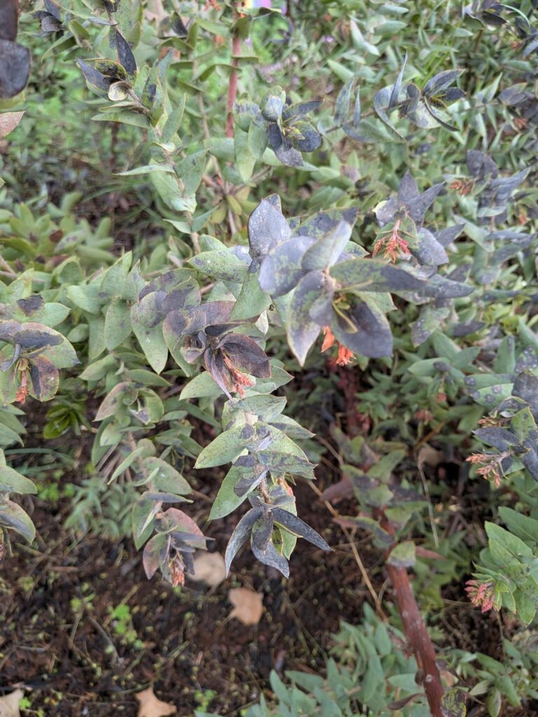 What is causing this Paradise Manzanita to turn black? Is it too late to save it?