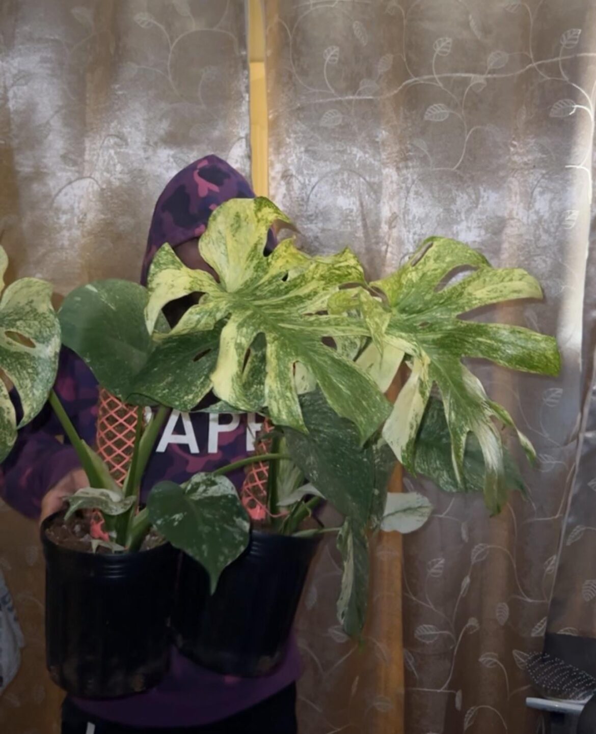 Who all was able to score some mint monstera at their local Publix!?