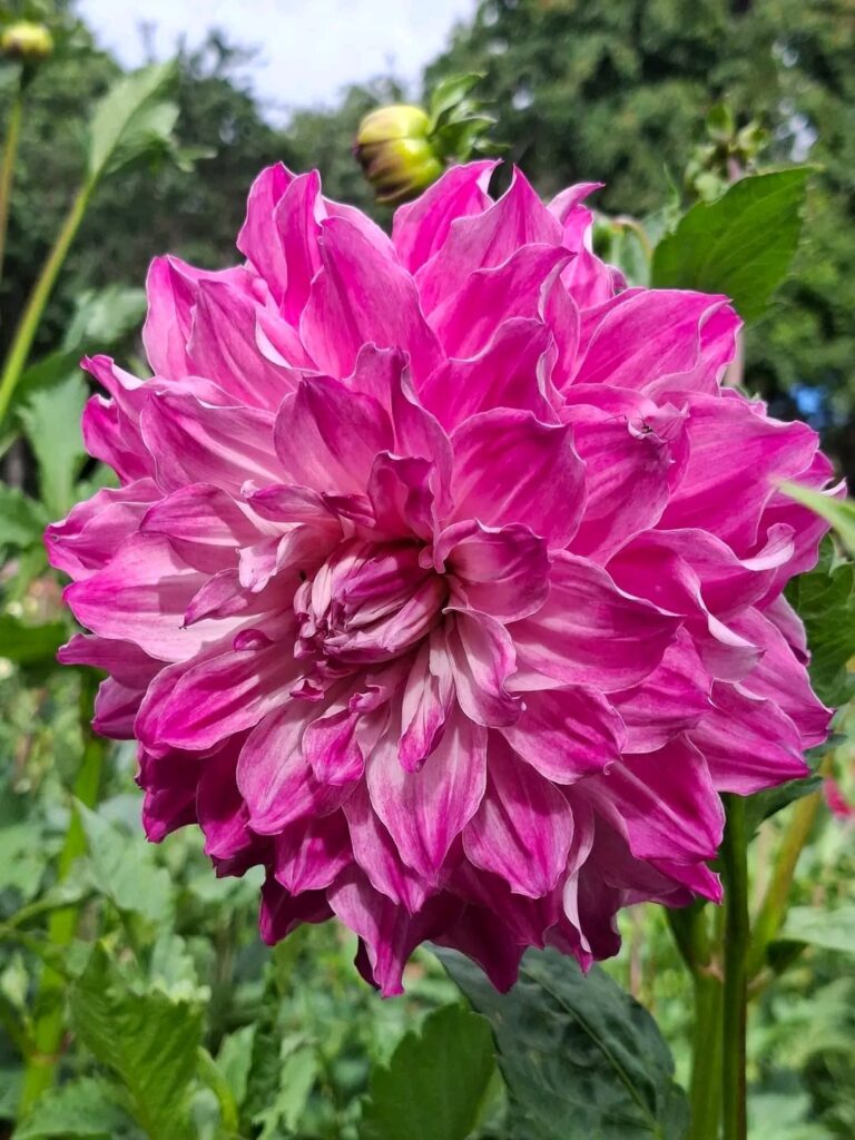 My beautiful dahlias, 1 Ornamental Dahlia, 2 Pom-pom Dahlia